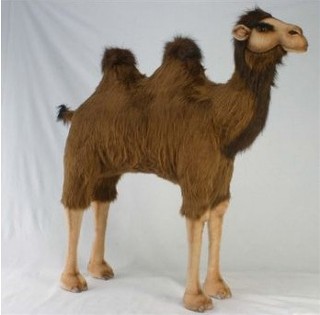 camel
