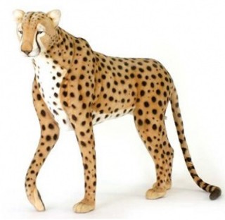 cheetah