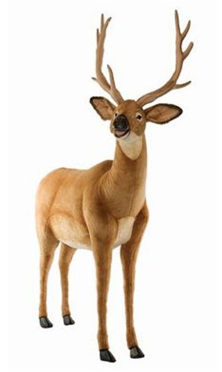 deer
