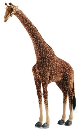 giraffe